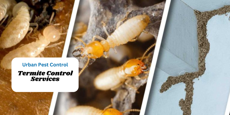 Termite Control Services